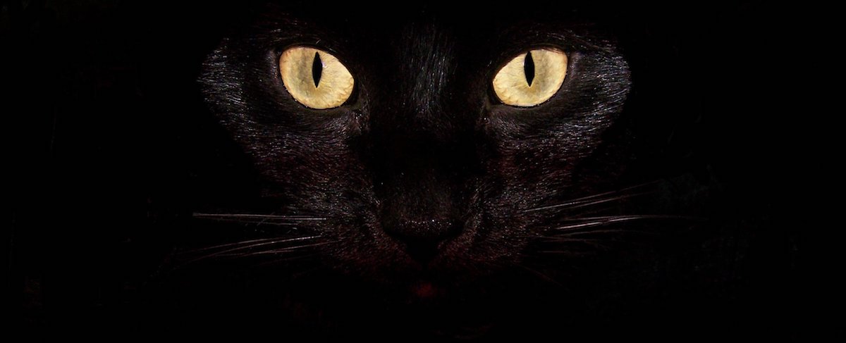 black-wallpaper-desktop-cat-background